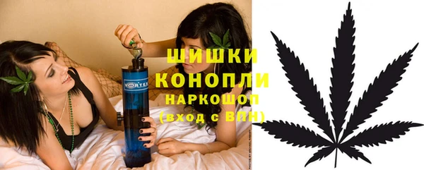сатива Новозыбков