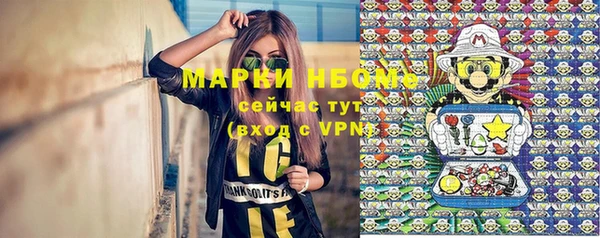 сатива Новозыбков